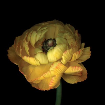 Ranunculus VII by Magda Indigo art print