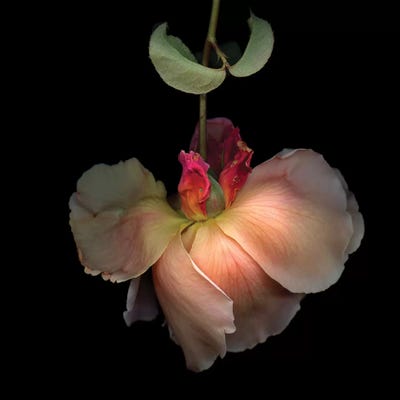 Rose XXXV by Magda Indigo art print