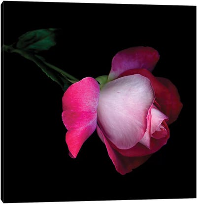 Rose V Canvas Art Print - Pink Art