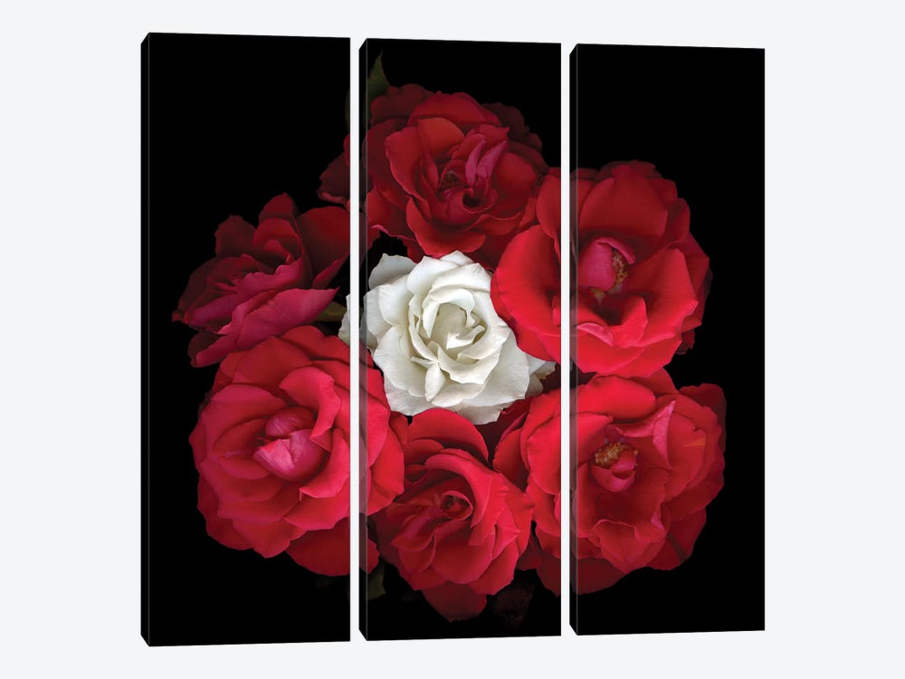 Rose Mix XI by Magda Indigo 3-piece Canvas Print
