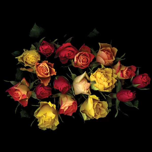 Still Life Photography: Rose Mix II by Magda Indigo