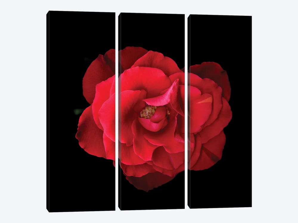 Rose Mix V by Magda Indigo 3-piece Art Print