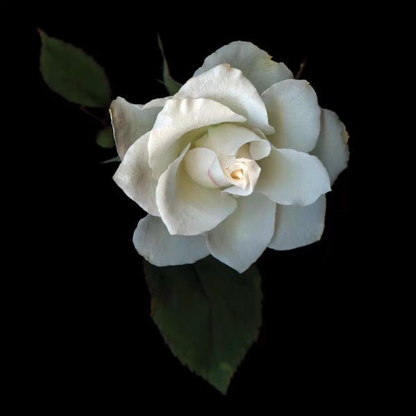 Macro Photography: Rose Mix VI by Magda Indigo