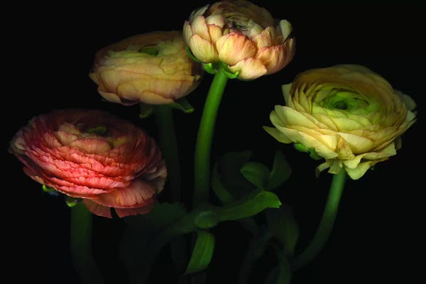 Still Life Photography: Going For Gold by Magda Indigo