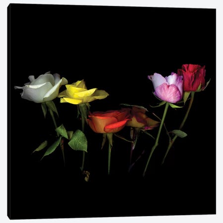 Roses Mix X Canvas Print #MAG333} by Magda Indigo Canvas Artwork