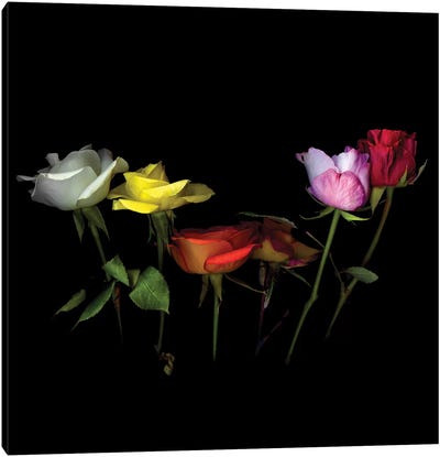 Roses Mix X Canvas Art Print - Magda Indigo