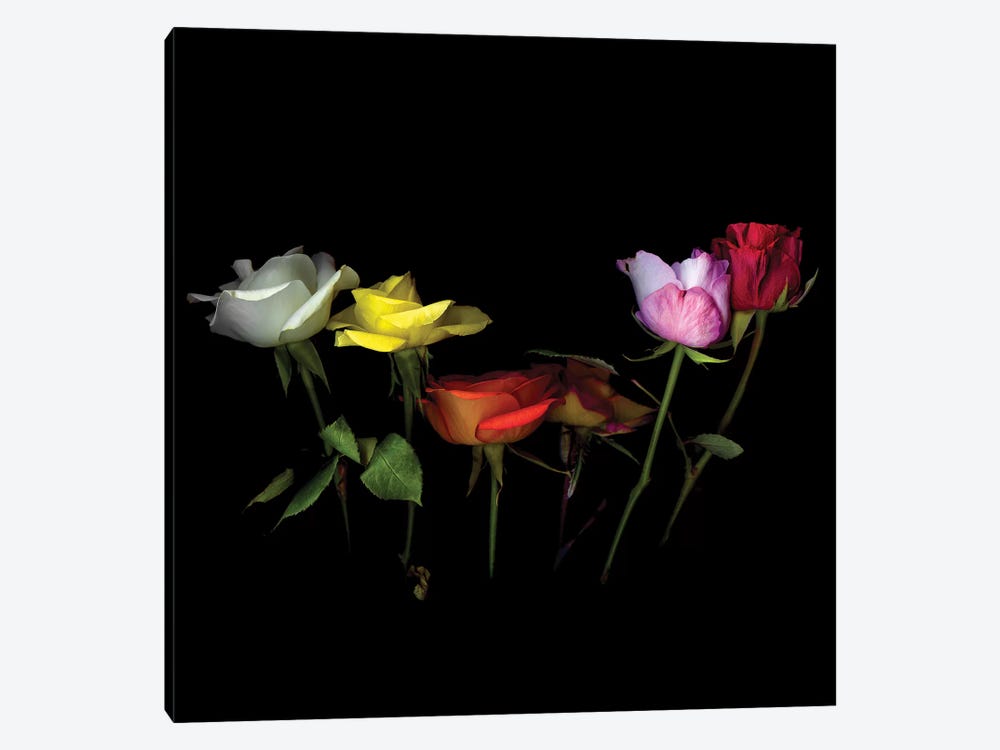 Roses Mix X by Magda Indigo 1-piece Canvas Art