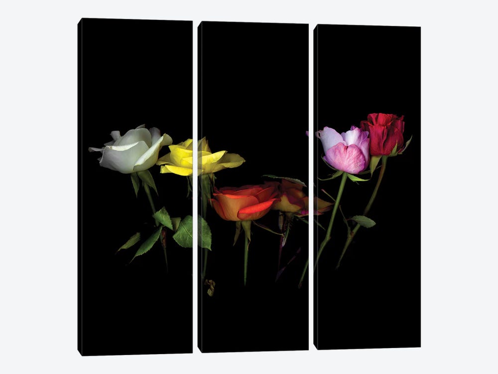 Roses Mix X by Magda Indigo 3-piece Canvas Artwork