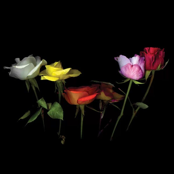 Still Life Photography: Roses Mix X by Magda Indigo