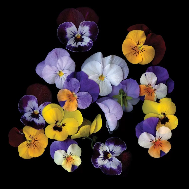 Spring Violet XXIV by Magda Indigo wall art