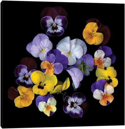 Spring Violet XXIV Canvas Art Print - Magda Indigo