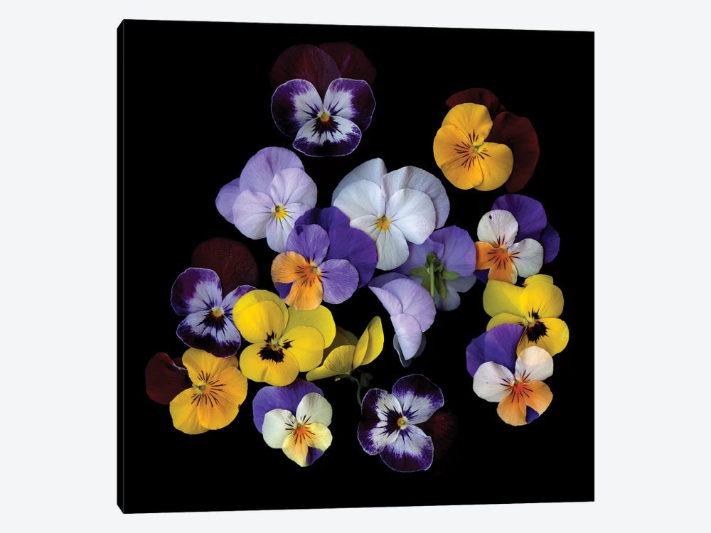 Spring Violet XXIV by Magda Indigo 1-piece Art Print