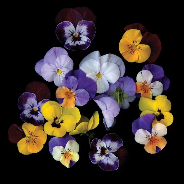 Magda Indigo: Spring Violet XXIV by Magda Indigo