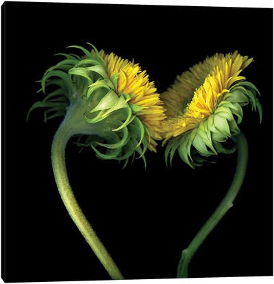 Sunflower X Canvas Art Print - Magda Indigo