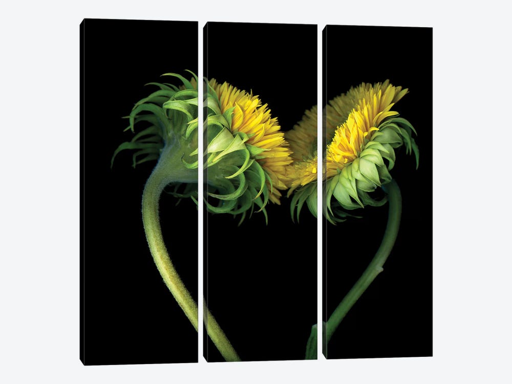 Sunflower X by Magda Indigo 3-piece Canvas Artwork