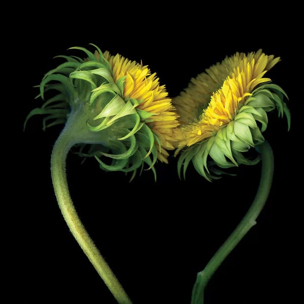 Floral Close-Ups: Sunflower X by Magda Indigo