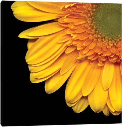 Golden Rays Canvas Art Print - Floral Close-Ups