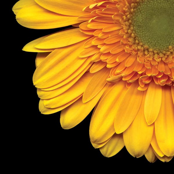 Macro Photography: Golden Rays by Magda Indigo