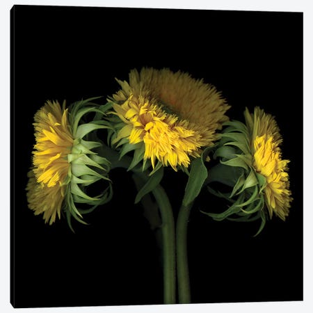 Sunflower VIII Canvas Print #MAG340} by Magda Indigo Canvas Art Print