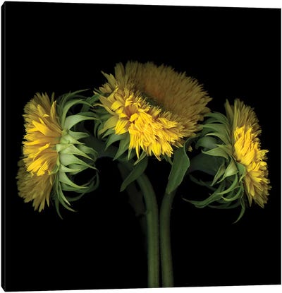 Sunflower VIII Canvas Art Print - Magda Indigo