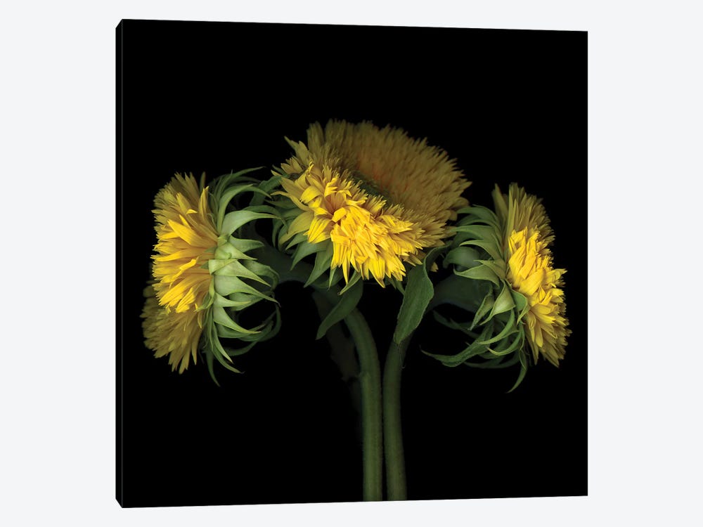 Sunflower VIII by Magda Indigo 1-piece Canvas Art
