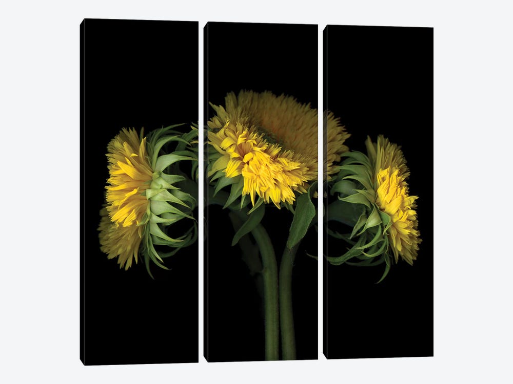 Sunflower VIII by Magda Indigo 3-piece Canvas Art