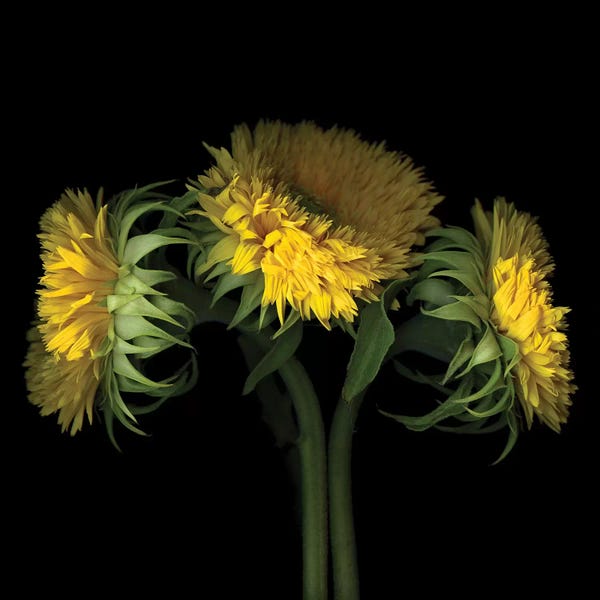 Sunflowers: Sunflower VIII by Magda Indigo