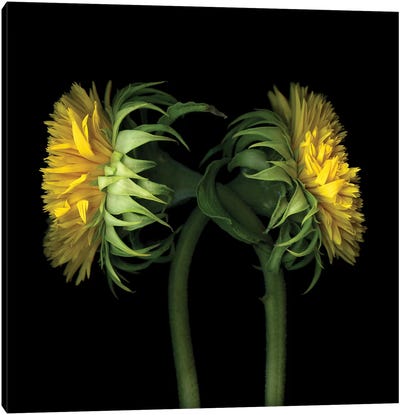 Sunflower IX Canvas Art Print - Sunflower Art