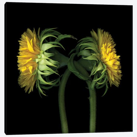 Sunflower IX Canvas Print #MAG341} by Magda Indigo Canvas Art Print
