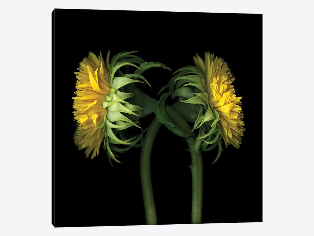 Sunflower IX by Magda Indigo 1-piece Canvas Art Print