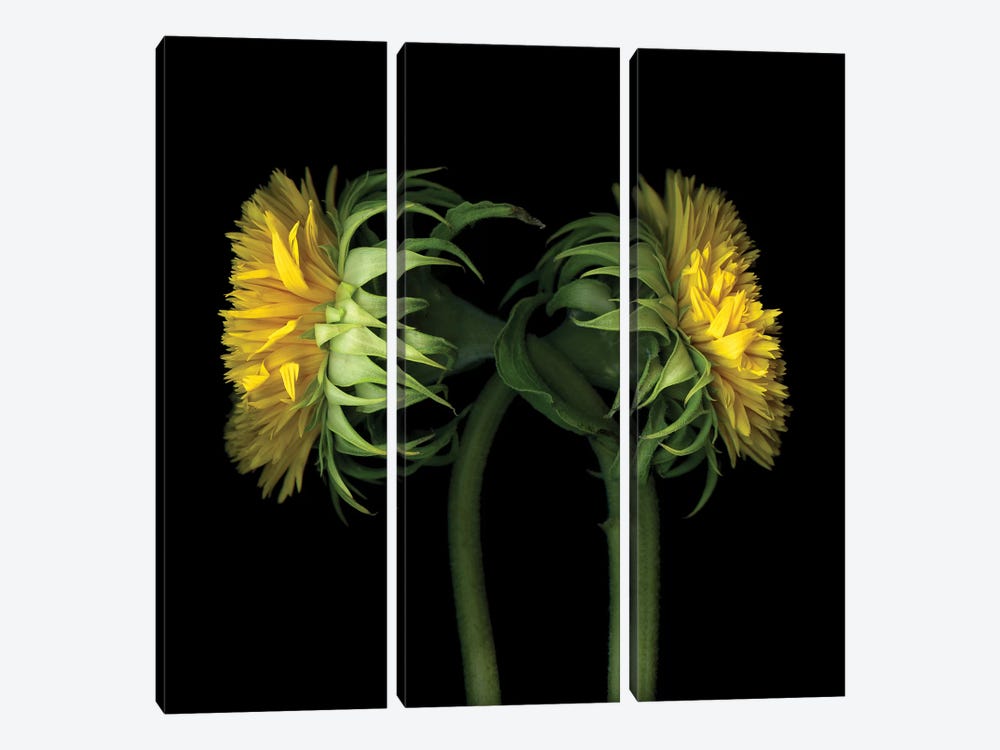 Sunflower IX by Magda Indigo 3-piece Canvas Art Print