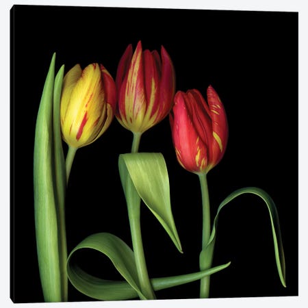 Tulip XI Canvas Print #MAG342} by Magda Indigo Canvas Print