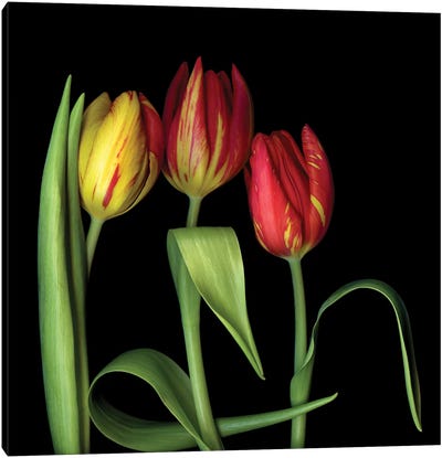 Tulip XI Canvas Art Print - Magda Indigo