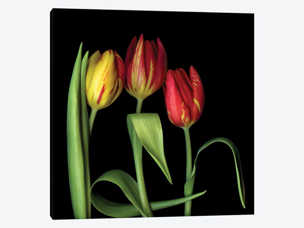 Tulip XI by Magda Indigo 1-piece Canvas Artwork