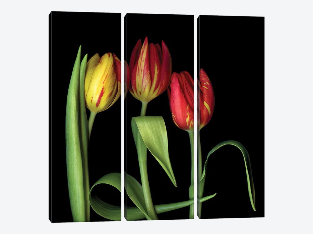 Tulip XI by Magda Indigo 3-piece Canvas Wall Art