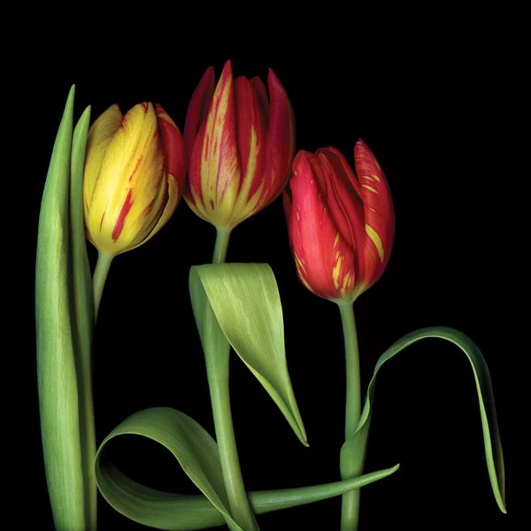 Tulips: Tulip XI by Magda Indigo