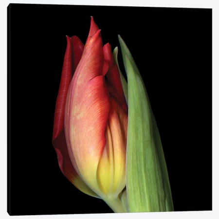 Tulip XXI Canvas Print #MAG343} by Magda Indigo Canvas Art Print