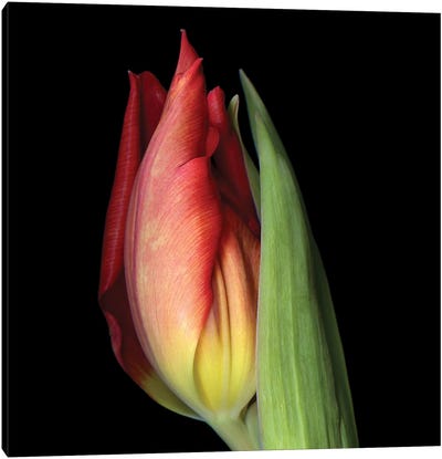 Tulip XXI Canvas Art Print - Magda Indigo