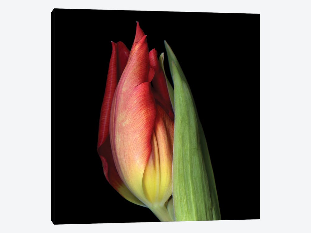 Tulip XXI by Magda Indigo 1-piece Canvas Print