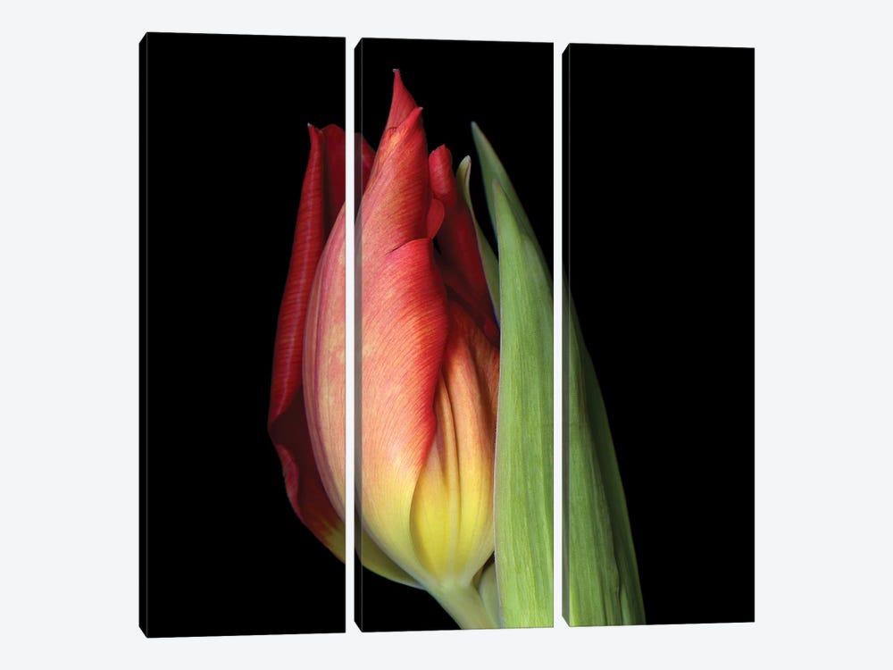 Tulip XXI by Magda Indigo 3-piece Art Print