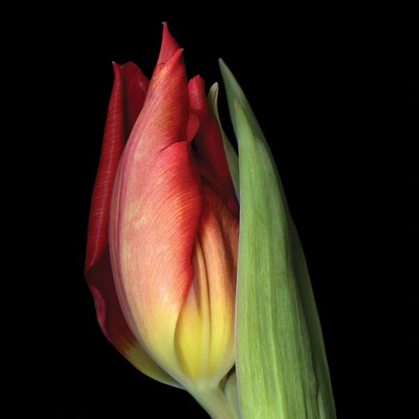 Tulips: Tulip XXI by Magda Indigo