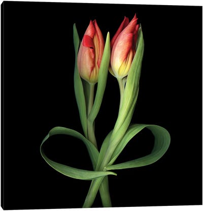 Tulip XXIV Canvas Art Print - Tulip Art