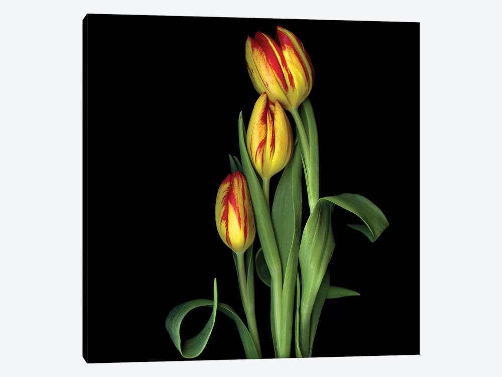 Tulip IX by Magda Indigo 1-piece Art Print