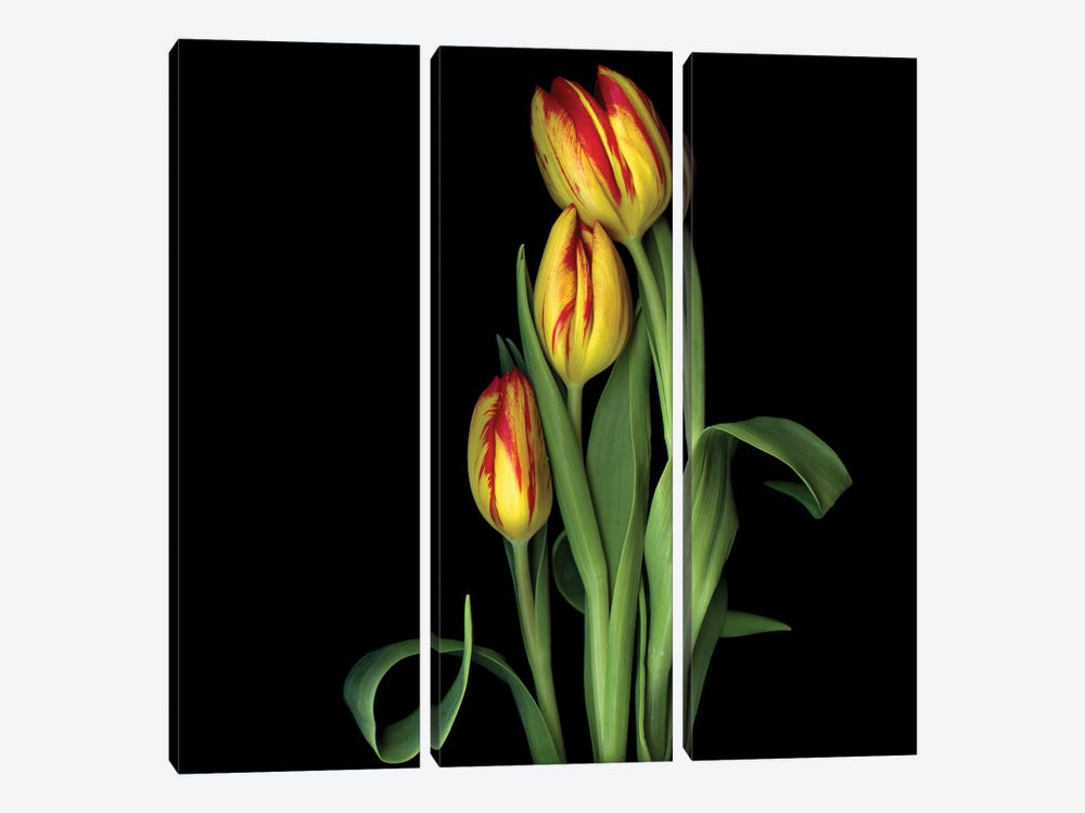 Tulip IX by Magda Indigo 3-piece Art Print
