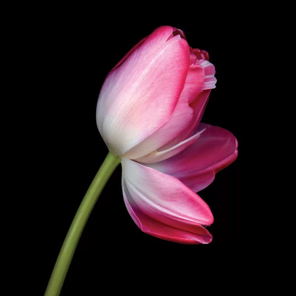 Floral Close-Ups: Tulip Duo IV by Magda Indigo