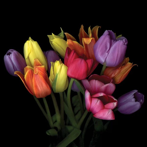 Tulips: Tulip Flame X by Magda Indigo