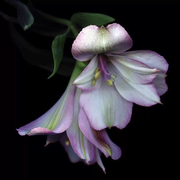 Macro Photography: I Feel Pretty, Ooohh So Pretty by Magda Indigo