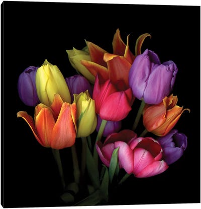 Tulip Flame IX Canvas Art Print - Tulip Art