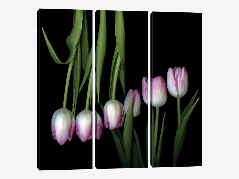 Tulip Fondant IV by Magda Indigo 3-piece Canvas Artwork