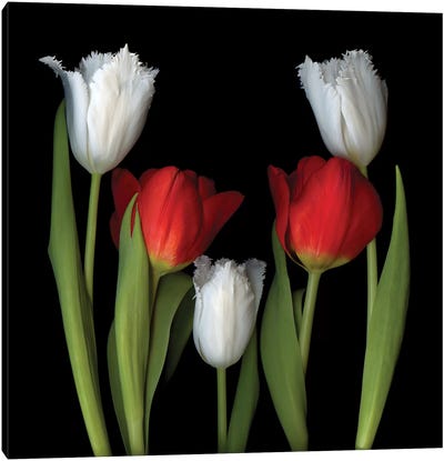 Tulip Frazzle VII Canvas Art Print - Tulip Art